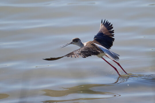 Black-winged stilt in flight at El Hondo Natural Park