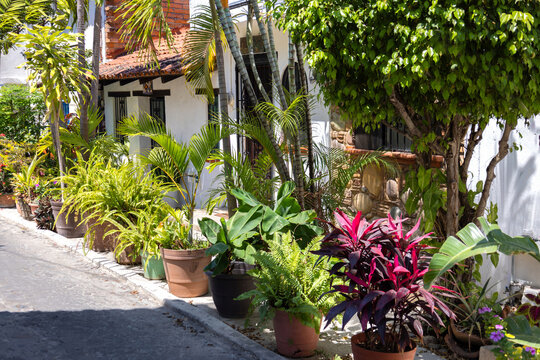 Potted tropical plants on cobblestone street in Puerto Vallarta