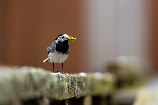 great tit parus major