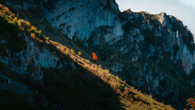A single red tree in the Pyrenees