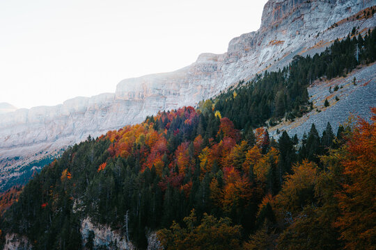 Autumn forest below Monte Perdido cliffs in Ordesa