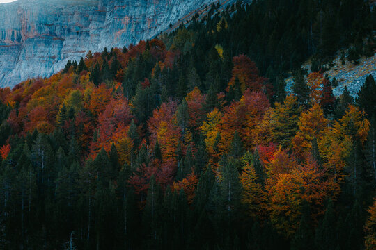 Autumn forest beneath cliffs in Ordesa National Park