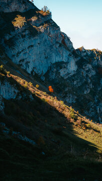 A single red tree in the Pyrenees