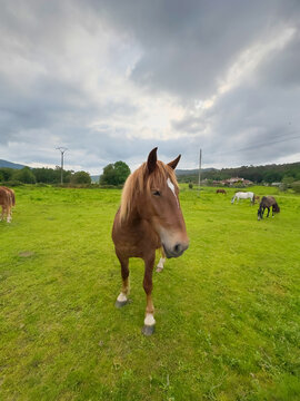 Chestnut horse in green meadow under cloudy sky
