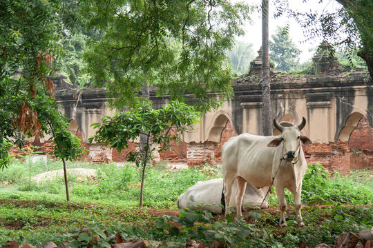 Rural Myanmar cows resting by ancient Buddhist temple wall