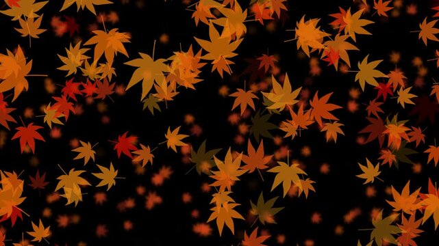 紅葉 もみじ 大 斜め 下降 紅葉色02 パターン03 ループ 10秒（透過背景）