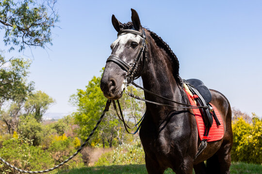 Black horse with braided mane and red saddle pad