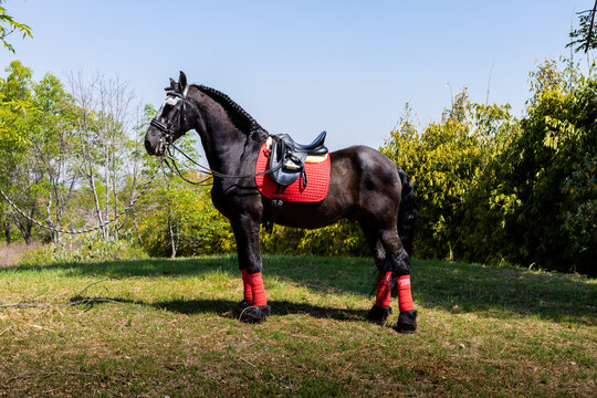 Elegant horse in equestrian gear on a sunny day