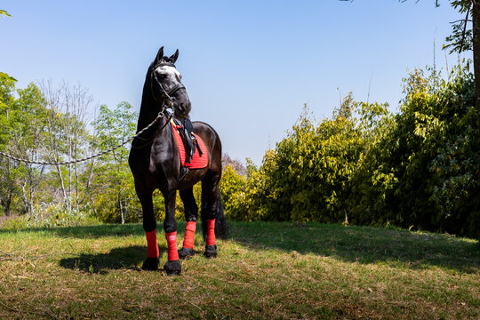 Majestic black horse with red equestrian gear