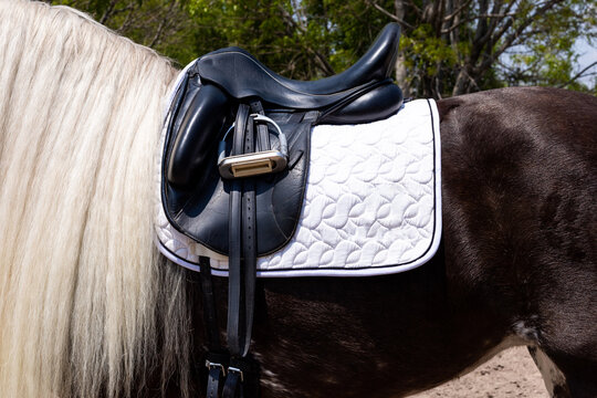 Equestrian saddle on Gypsy Vanner with white pad
