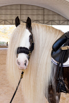 Majestic Gypsy Vanner horse with luxurious mane