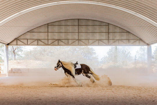 Majestic gypsy vanner in indoor arena kicking up dust