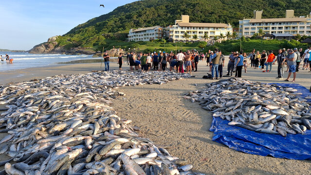pesca da tainha praia do Santinho, Ingleses, Florian&oacute;polis, Santa Catarina, Brasil 