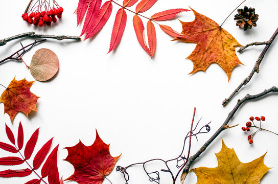 Autumn flat lay of maple leaves and cones with copy space