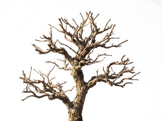 Fototapeta premium Old dry dead tree with bare branches and patches of green moss on the dark bark