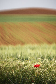 Solitary red poppy in full color rural landscape field