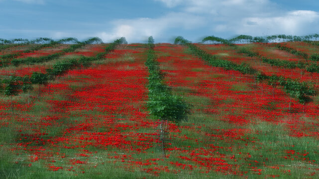Full color rural landscape art with red poppy field