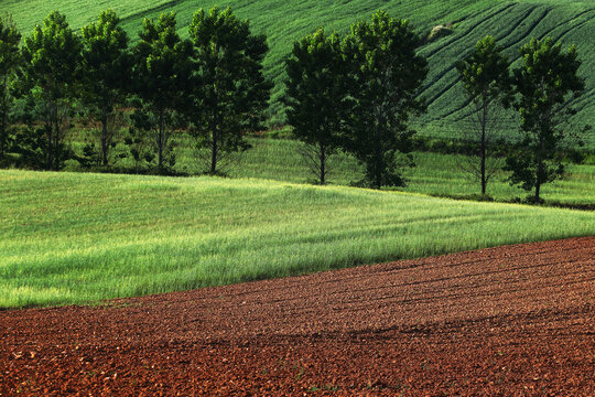 Color fine art view of rolling crop fields in Guadalajara