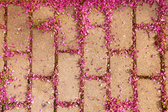 Pink flower petals scattered on brick pavement background