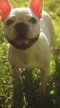 Bright francophile dog closeup, Cheerful French bulldog with glowing ears enjoying warm golden sunlight outdoors