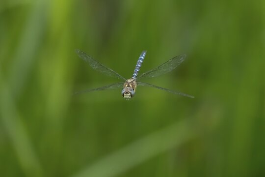 Migrant hawker dragonfly (Aeshna mixta) adult insect flying in summer, England, United Kingdom