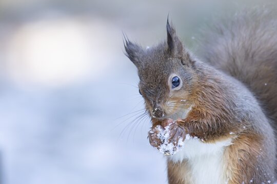 Red squirrel (Sciurus vulgaris) adult animal eating a nut in snow in winter, England, United Kingdom