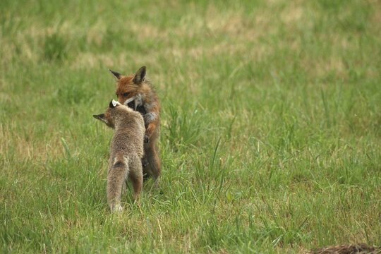 Red fox (Vulpes vulpes) male and weaned young playing on a mown meadow in light rain, Allg&auml;u, Bavaria, Germany, Allg&auml;u, Bavaria, Germany