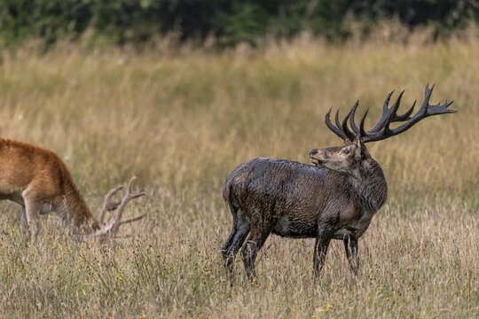 The red deer (Cervus elaphus) went to a wallow a few minutes ago and took a mud bath, wallow, SDenmark