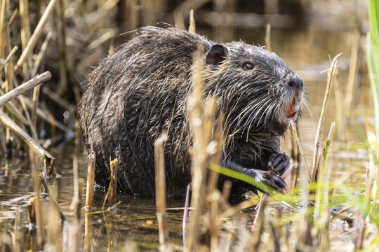 Nutria (Myocastor coypus), beaver rat, foraging in reeds, wildlife, Germany