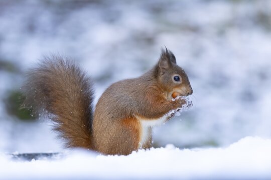 Red squirrel (Sciurus vulgaris) adult animal eating a hazel nut in snow in winter, England, United Kingdom