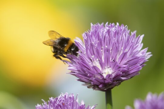 Buff tailed bumblebee (Bombus terrestris) adult bee insect feeding on a garden Chives flower in summer, England, United Kingdom