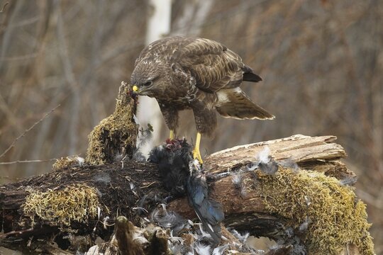 Steppe buzzard (Buteo buteo) feeding on european magpie (Pica pica) Allg&auml;u, Bavaria, Germany
