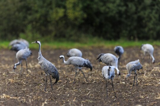 Group of cranes on a brown field against a green background, crane (Grus grus) wildlife, Western Pomerania Lagoon Area National Park, Zingst, Mecklenburg-Western Pomerania, Germany