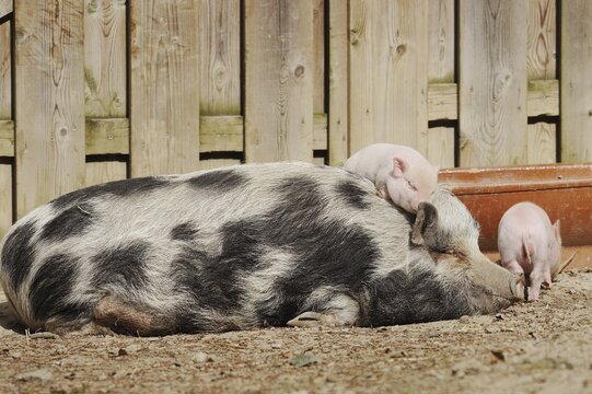 G&ouml;ttingen minipig (Sus scrofa f. domestica), sow and piglet, North Rhine-Westphalia, Germany