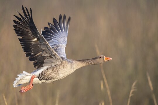 Greylag goose (anser anser), take-off, in flight, Lake D&uuml;mmer, Lembruch, Lower Saxony, Germany