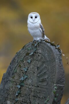Common barn owl (Tyto alba), on a gravestone, Czech Republic