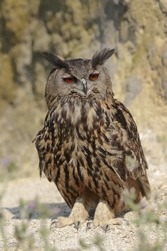 Eurasian eagle-owl (Bubo bubo), France