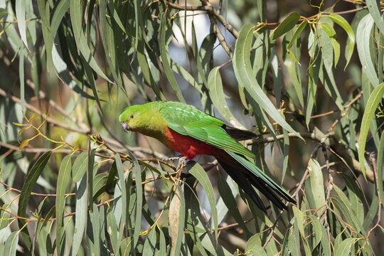Australian king parrot (Alisterus scapularis) adult female bird in a tree, Kennett River, Victoria, Australia