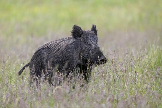 Ready to flee, the wild boar (Sus scrofa) leers into the neighbouring forest, ready to flee, Denmark
