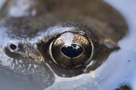 Common frog (Rana temporaria) adult amphibian on the water surface of a garden pond close up of its eye, England, United Kingdom