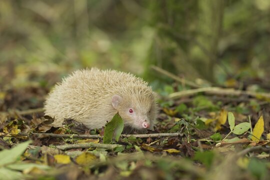 European hedgehog (Erinaceus europaeus) white albino adult animal in a woodland in the autumn, England, United Kingdom