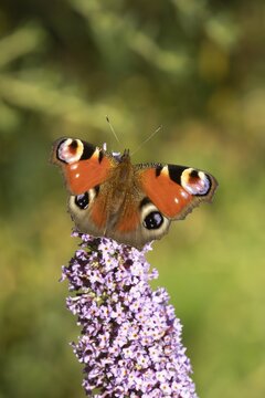 Peacock butterfly (Aglais io) adult insect feeding on a garden Buddleja or buddleia purple flower in summer, Suffolk, England, United Kingdom