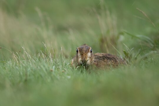 European brown hare (Lepus europaeus) adult feeding in grassland in the rain, Suffolk, England, United Kingdom