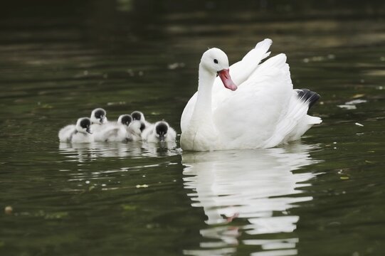 Coscoroba swan (Coscoroba coscoroba) with chicks, captive, occurring in South America