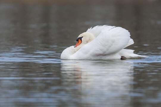 Mute swan (Cygnus olor) swimming in an imposing pose on a pond, Thuringia, Germany