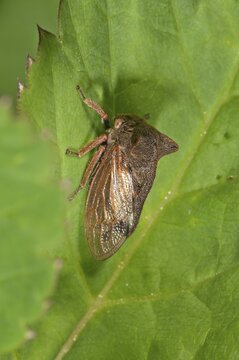 Horned Treehopper (Centrotus cornutus), Baden-W&uuml;rttemberg, Germany