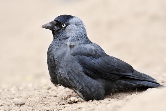 Jackdaw (Corvus monedula), North Rhine-Westphalia, Germany