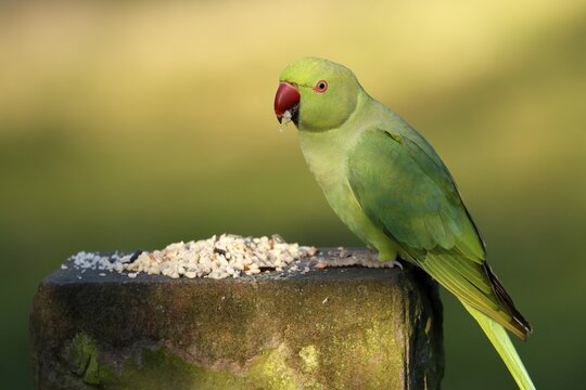 Rose-ringed parakeet (Psittacula krameri) sitting at a feeding station, wildlife, Germany