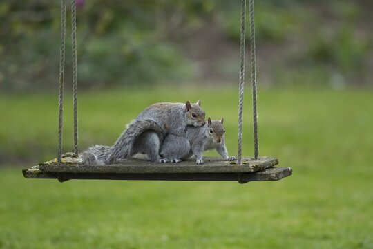 Grey squirrel (Sciurus carolinensis) two adult animals mating on a garden swing, England, United Kingdom