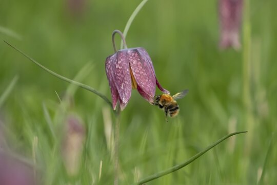 Common carder bumblebee (Bombus pascuorum) adult bee insect flying towards a Snake's head fritillary (Fritillaria meleagris) flower in spring, England, United Kingdom